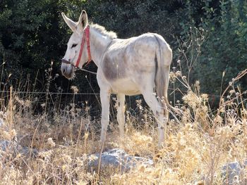 Horse on field