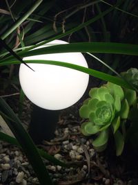 High angle view of green plant