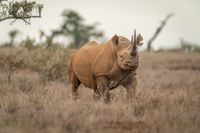 Black rhino