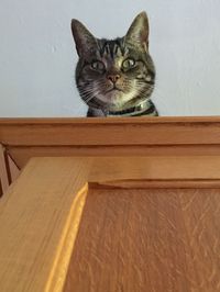 Portrait of cat on wooden furniture