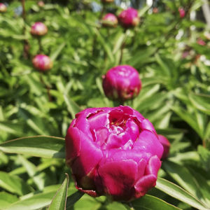 Close-up of pink rose flower