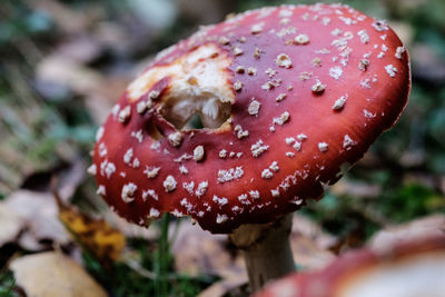 Close-up of mushroom growing on field 