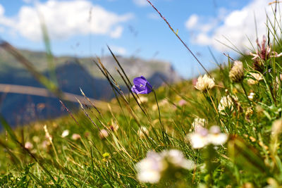 Close-up of purple crocus flowers on field