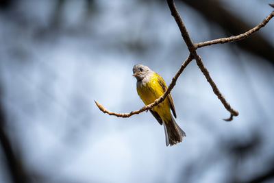 Low angle view of bird perching on branch