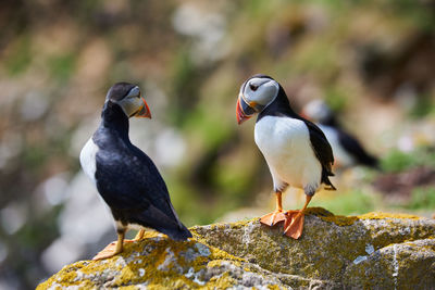 Puffin birds on the saltee islands in ireland, fratercula arctica