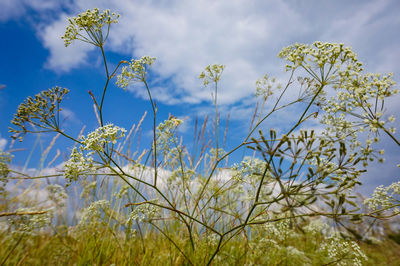Low angle view of flowering plants against sky