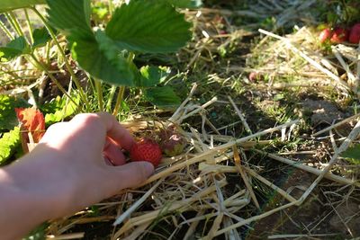 Close-up of hand holding grass