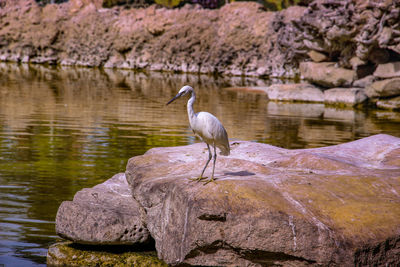 Bird perching on rock by lake