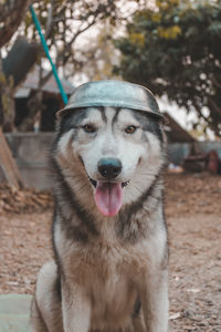 Portrait of siberian husky dog.siberian husky is sitting on the ground of grass, it wears a cap.