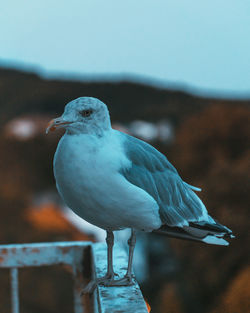 Close-up of seagull perching on railing