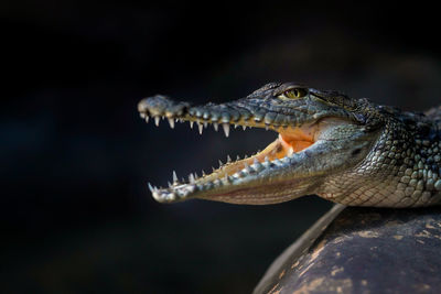 Close-up of a turtle