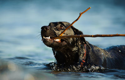 Dog swimming in sea