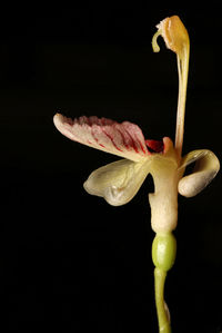 Close-up of plant against black background