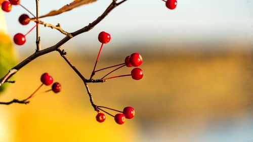 Close-up of red berries growing on tree