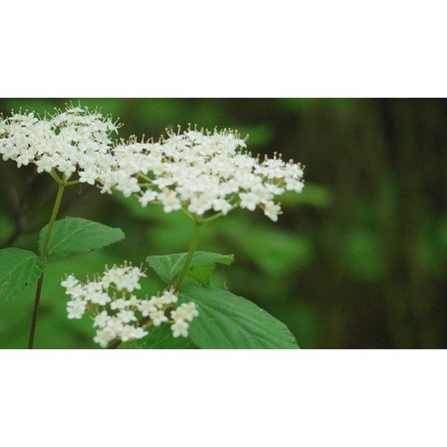 flower, transfer print, freshness, fragility, growth, auto post production filter, petal, white color, beauty in nature, flower head, nature, close-up, plant, blooming, leaf, focus on foreground, blossom, in bloom, day, stem