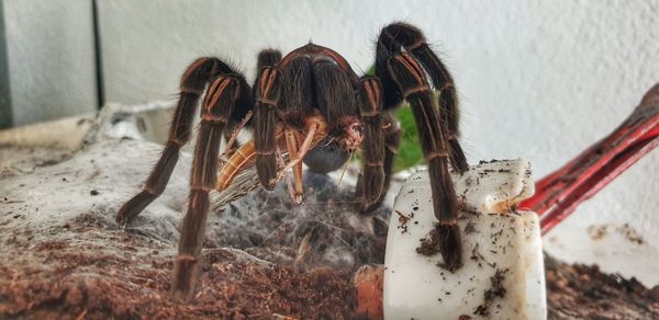 Close-up of insect on wall