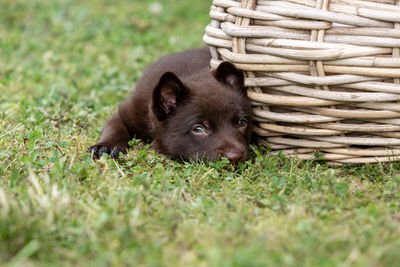 Portrait of puppy on field