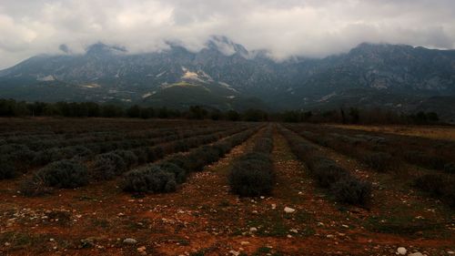 Scenic view of agricultural field against sky