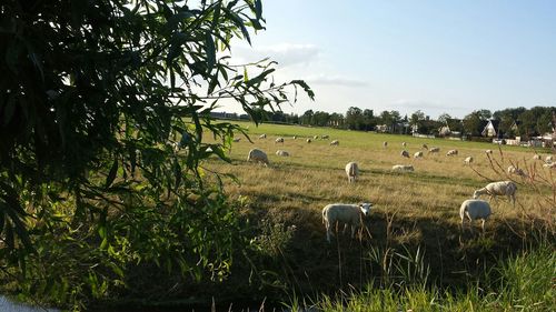 Grassy field against sky