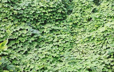 Full frame shot of ivy growing on land