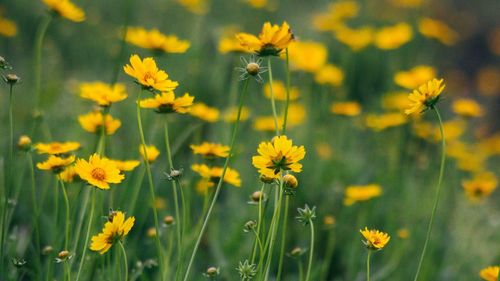 Close-up of insect on yellow flower