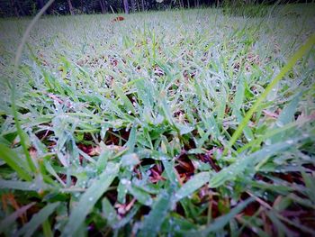 Close-up of grass