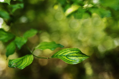 Twig of cornelian cherry tree -cornus mas-with green leaves , beautiful shape