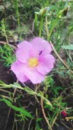 Close-up of pink crocus flowers on field