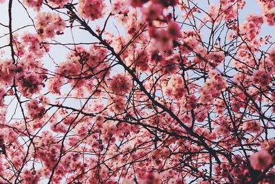 Low angle view of pink cherry blossoms