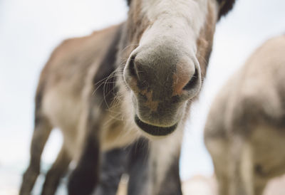 Low angle view of donkey against sky