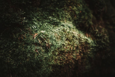 Close-up of moss on rock