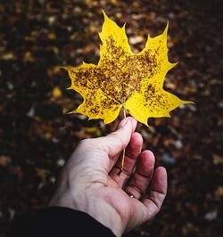 Close-up of hand holding maple leaf during autumn