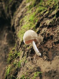 Close-up of mushroom growing on field