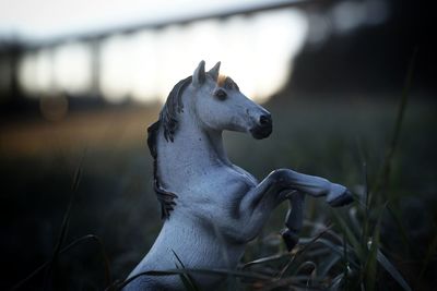 Close-up of horse in water