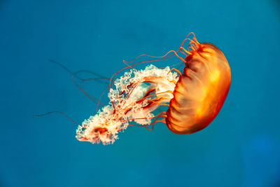 Colorful jellyfish floating in the sea