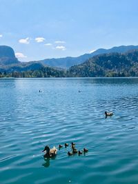 Ducks swimming in lake against sky