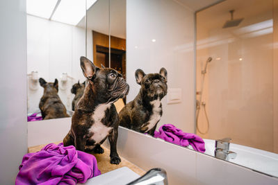 French bulldog after bath in bathroom