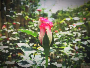 Close-up of pink flower blooming outdoors