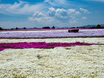 Scenic view of purple flowers on field against sky
