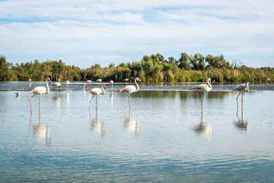 Ducks in a lake