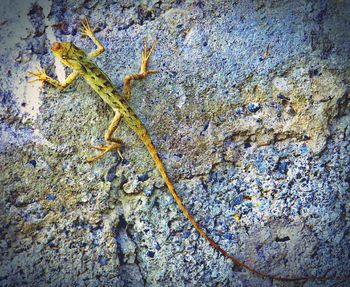 High angle view of insect on rock