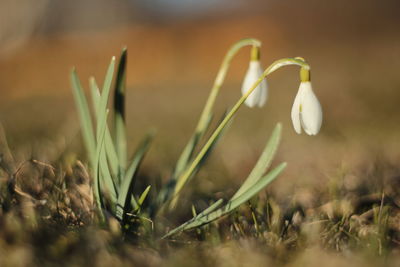 Close-up of flower blooming outdoors