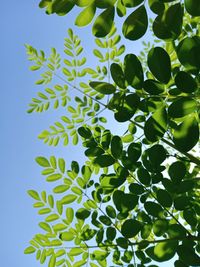 Low angle view of plant against clear blue sky