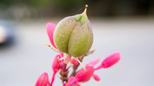 Close-up of pink flower