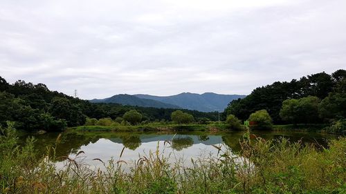 Scenic view of lake by trees against sky