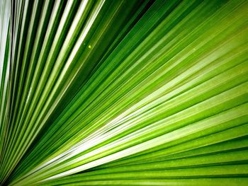 Full frame shot of palm leaf