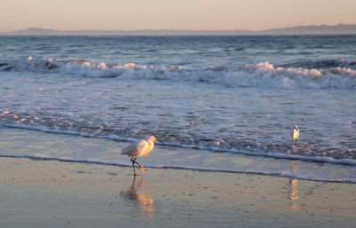 Seagull on beach