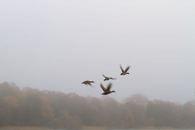 Low angle view of mallard ducks flying against sky during foggy weather