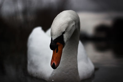 Close-up of swan swimming in lake