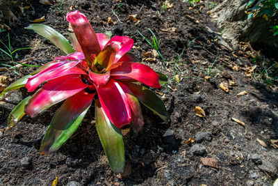 High angle view of flowering plant on field